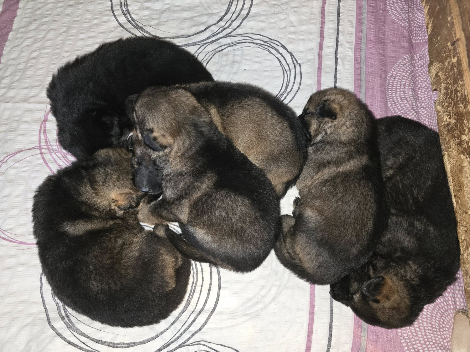 581870035_1268555808410772_5291376219651695687_n